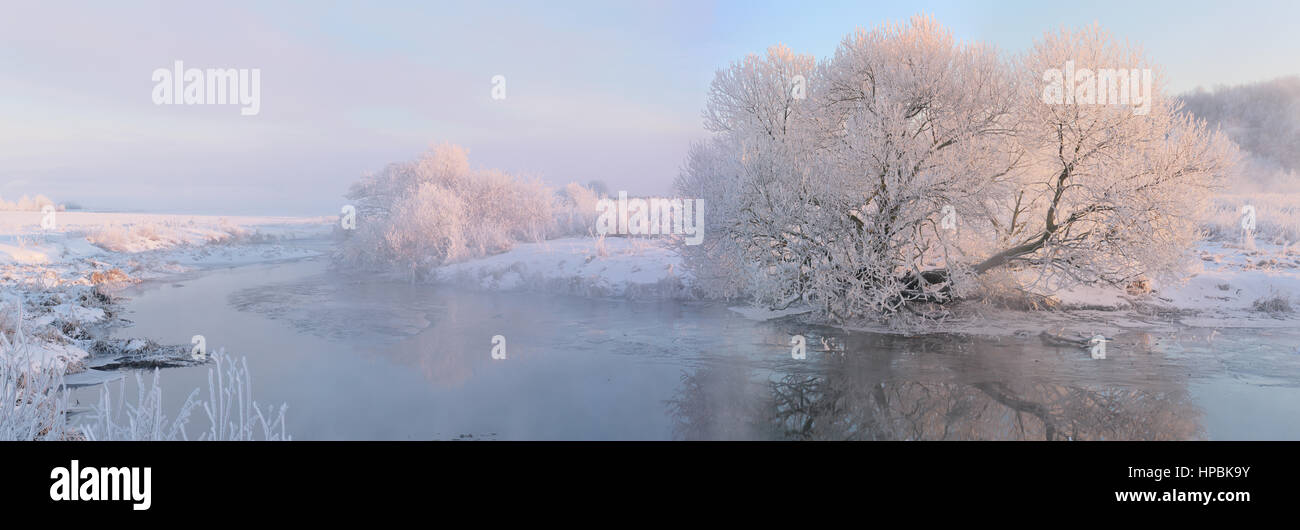 Arbre généalogique blanche en hiver matin. Hiver brouillard lever du soleil. Noël arrière-plan panoramique. Banque D'Images