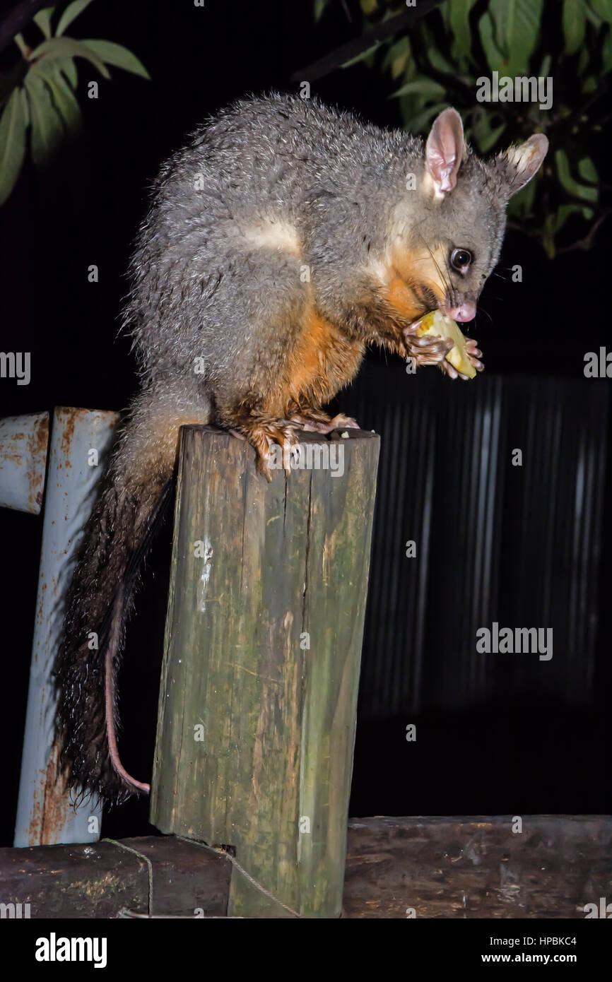 Common Brushtail Possum (Trichosurus vulpecula) manger sur un poteau de clôture Banque D'Images