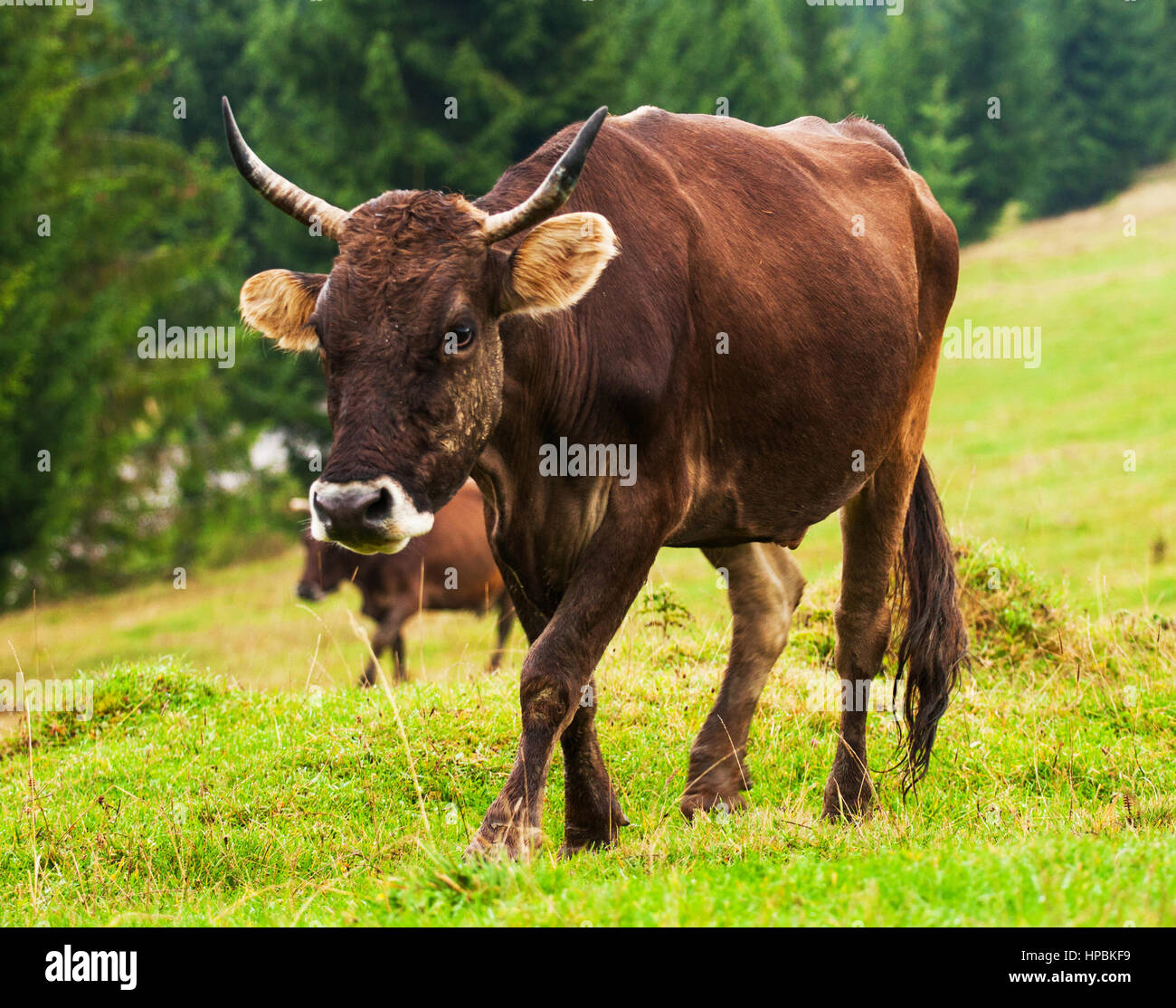Vache brune passe à travers champ vert sur la colline Banque D'Images