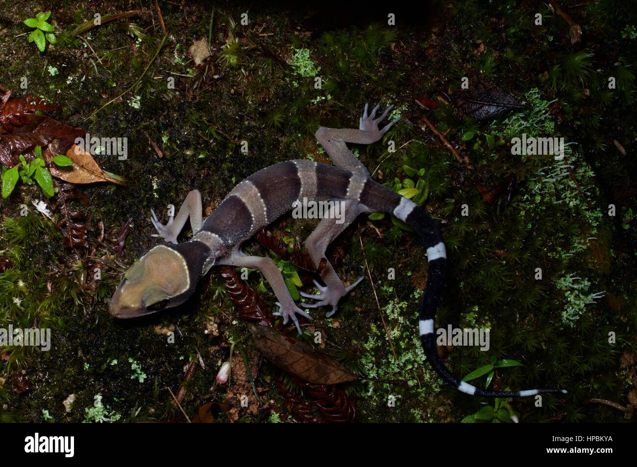 A Southern Titiwangsa Bent-toed Gecko (Cyrtodactylus australotitiwangsaensis) dans la forêt pluviale la nuit dans Fraser's Hill, Pahang, Malaisie Banque D'Images