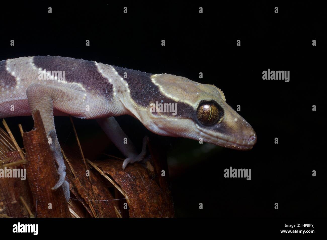 A Southern Titiwangsa Bent-toed Gecko (Cyrtodactylus australotitiwangsaensis) dans la forêt pluviale la nuit dans Fraser's Hill, Pahang, Malaisie Banque D'Images