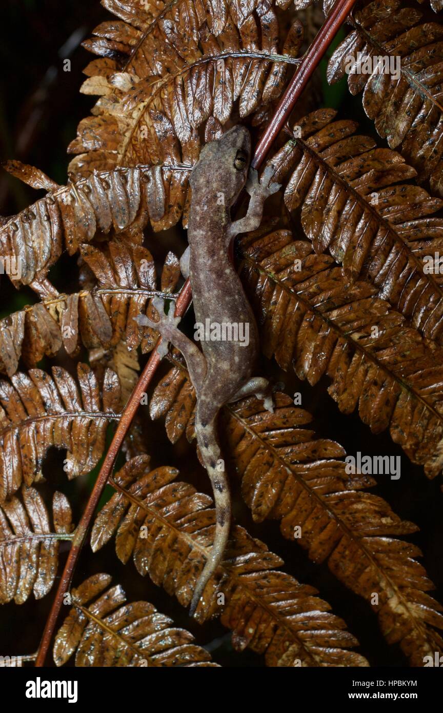 Un titiwangsaensis Hemiphyllodactylus Gecko (cf.) dans la forêt tropicale de Malaisie la nuit dans Fraser's Hill, Pahang, Malaisie Banque D'Images