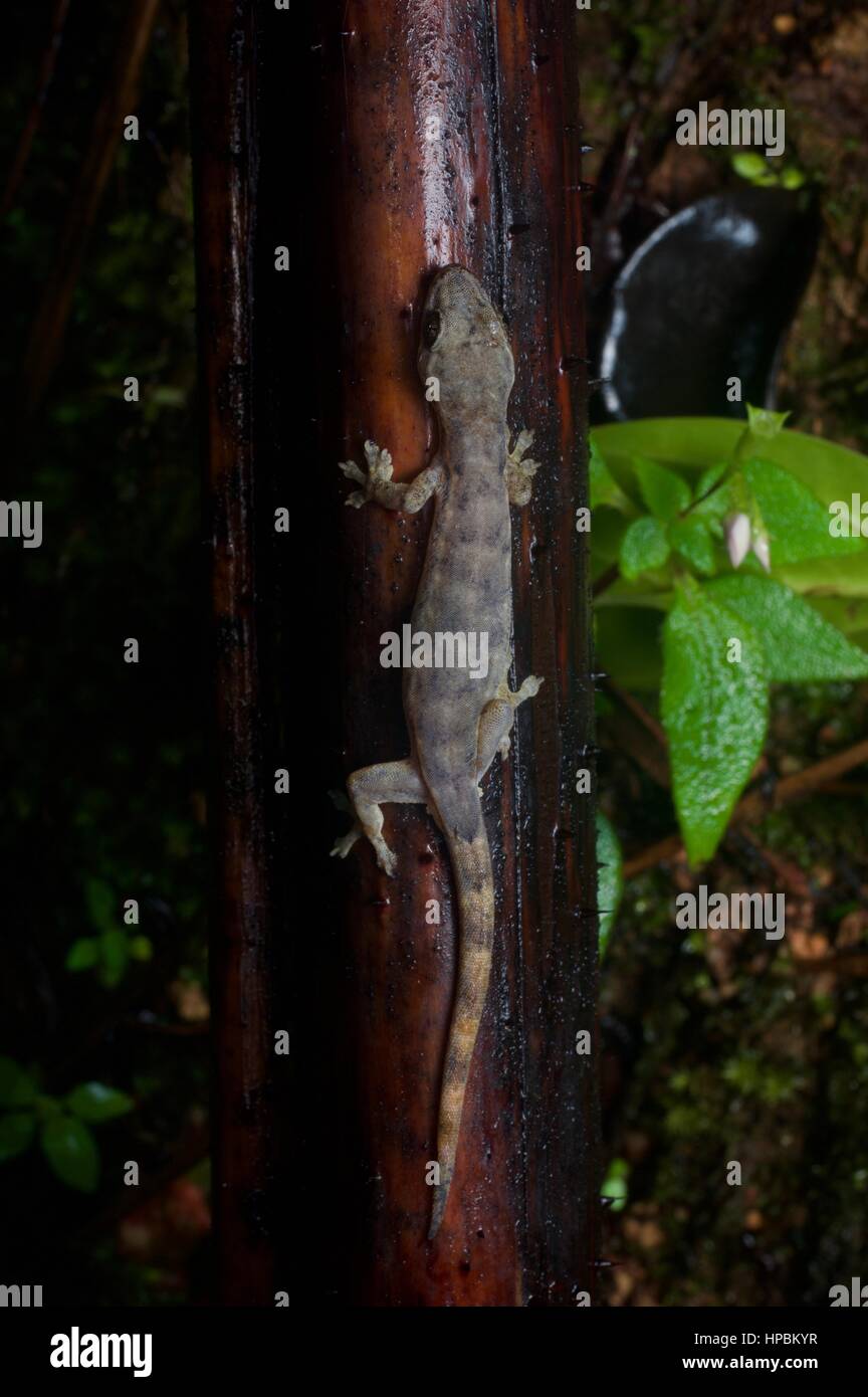 Un titiwangsaensis Hemiphyllodactylus Gecko (cf.) dans la forêt pluviale la nuit dans Fraser's Hill, Pahang, Malaisie Banque D'Images