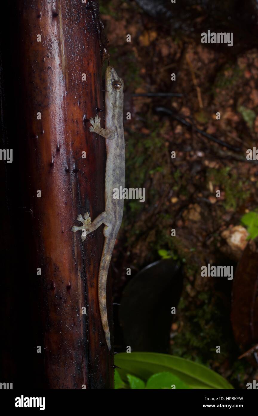 Un titiwangsaensis Hemiphyllodactylus Gecko (cf.) dans la forêt pluviale la nuit dans Fraser's Hill, Pahang, Malaisie Banque D'Images