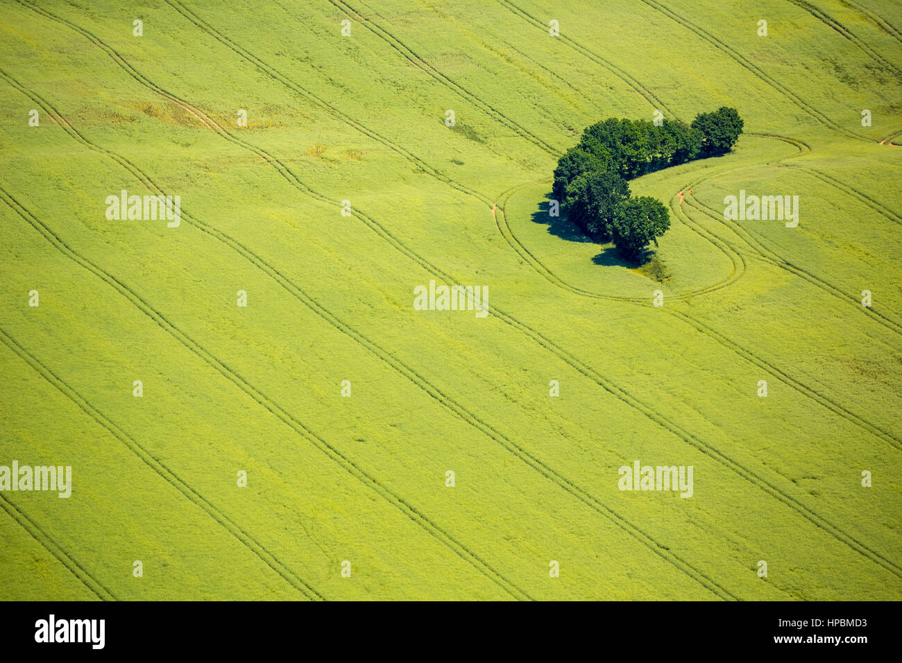 Święcianowo, champs, champs de céréales, des forêts, des zones forestières, occidentale, côte de la mer Baltique, Województwo zachodniopomorskie, Pologne Banque D'Images