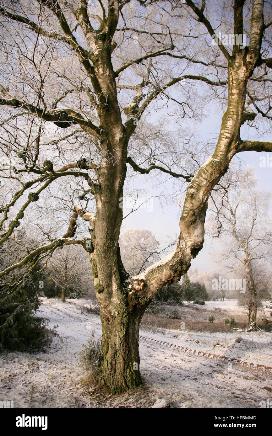 Lüneburger Heide im Winter, Niedersachsen, Deutschland Banque D'Images