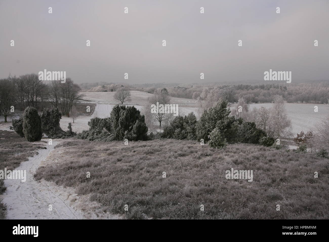 Lüneburger Heide im Winter, Niedersachsen, Deutschland Banque D'Images