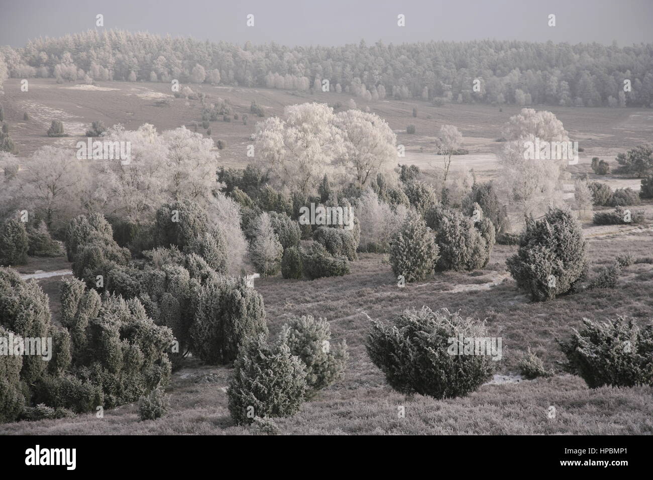 Lüneburger Heide im Winter, Niedersachsen, Deutschland Banque D'Images