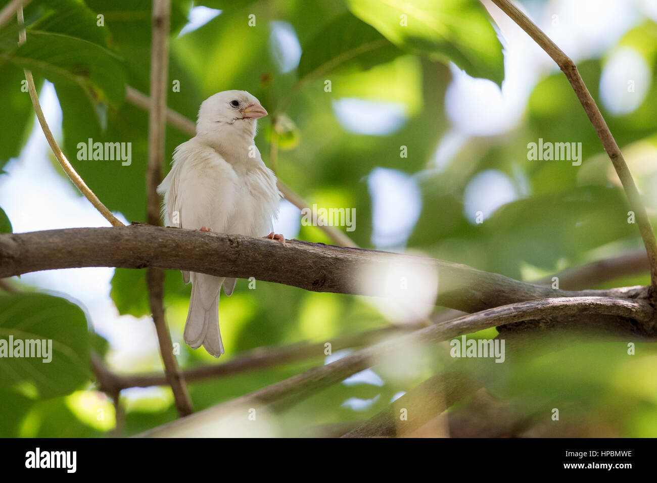 Des arbres Pinson albinos perching on tree Banque D'Images