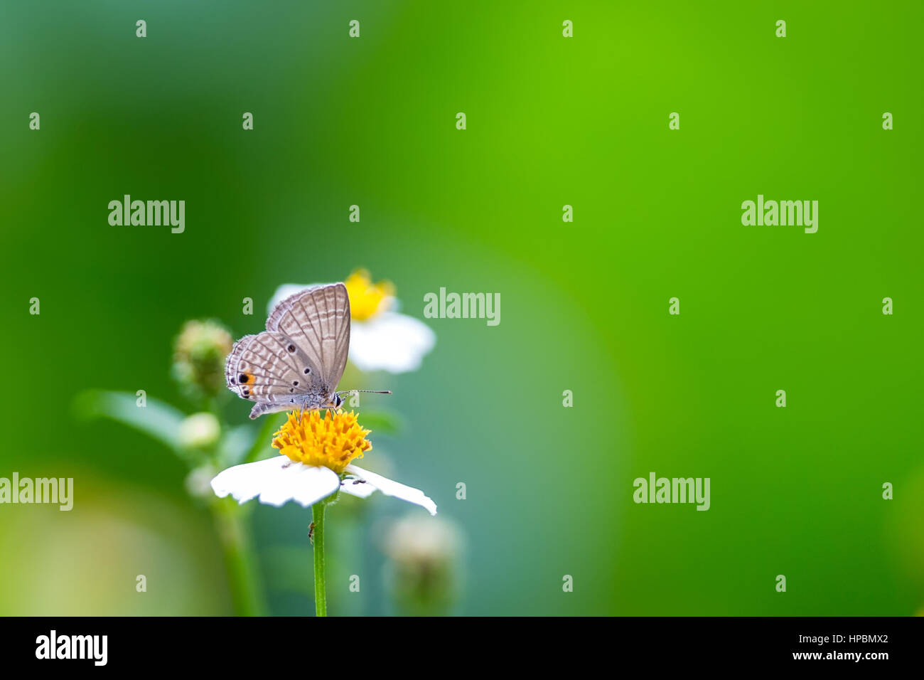 Cupid ordinaire sur l'alimentation et tout en fleur jaune Banque D'Images
