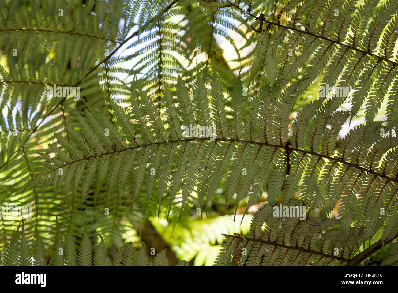 Symbole De La Nouvelle Zélande Banque