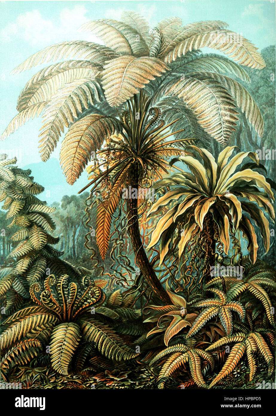 Filicinae par Ernst Haeckel ; Kunstformen der Natur, 1900 Banque D'Images