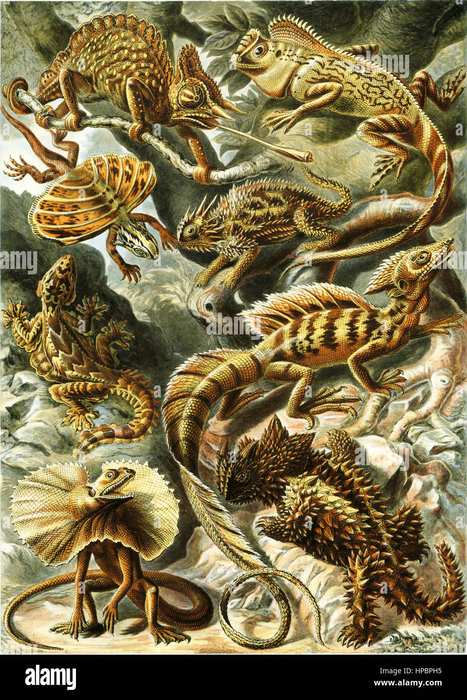 Lacertilia par Ernst Haeckel ; Kunstformen der Natur, 1900 Banque D'Images
