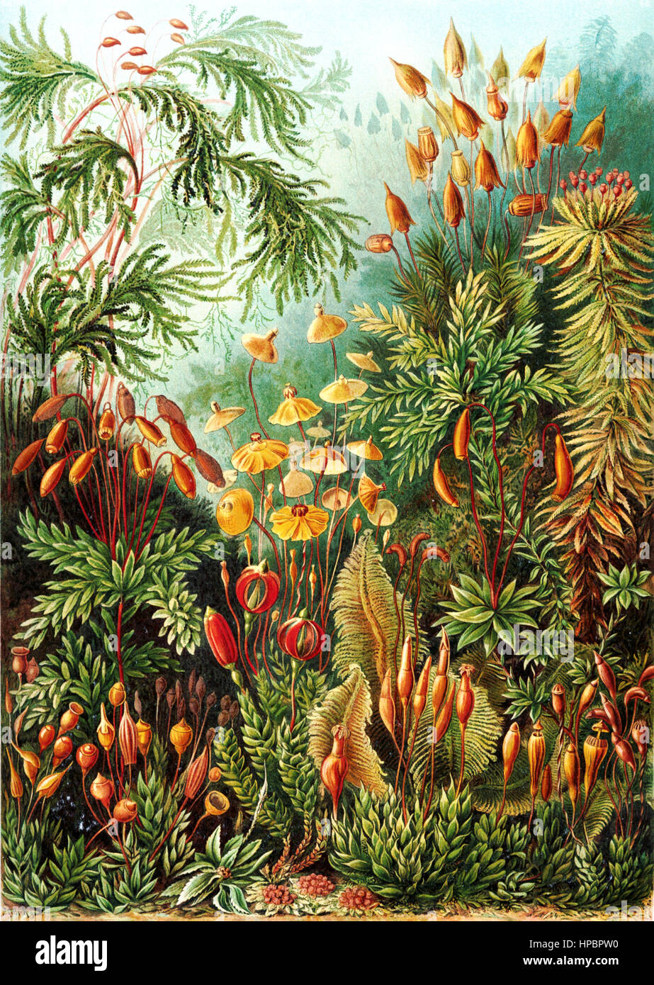 Par Muscinae : Ernst Haeckel Kunstformen der Natur, 1900 Banque D'Images