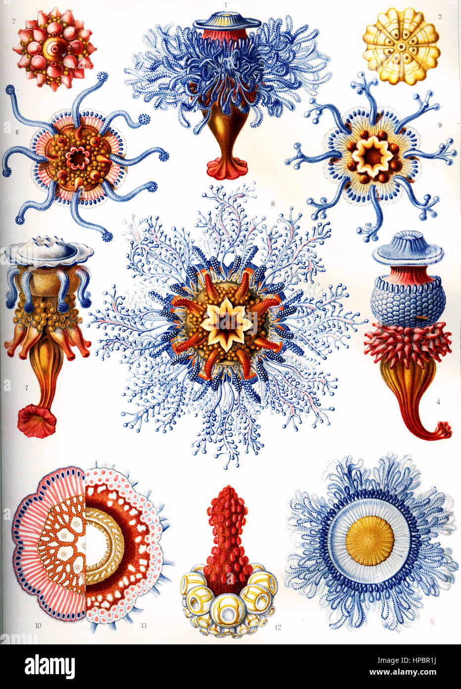 Siphonophorae par Ernst Haeckel ; Kunstformen der Natur, 1900 Banque D'Images