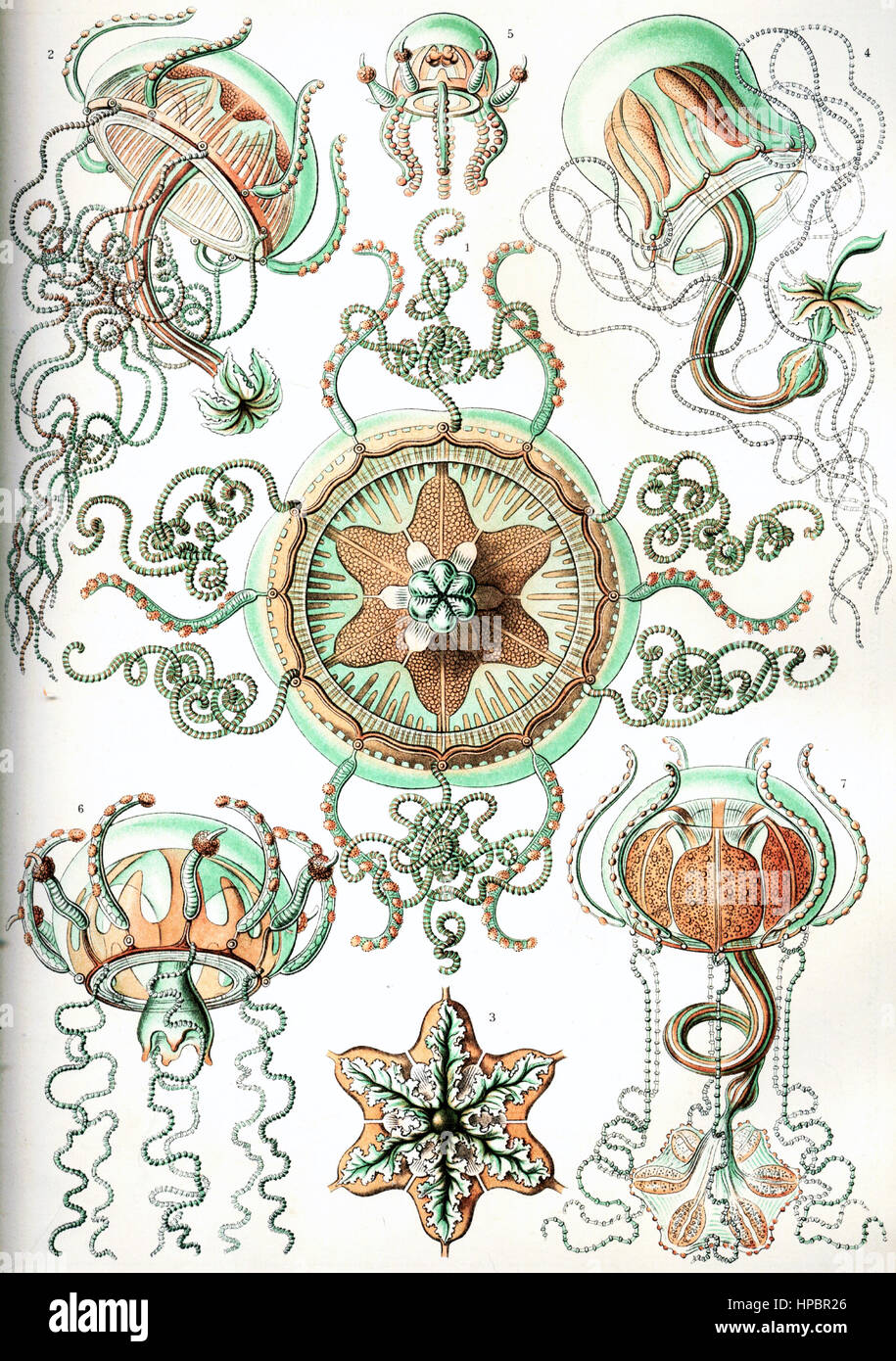 Par Trachomedusae ; Ernst Haeckel Kunstformen der Natur, 1900 Banque D'Images