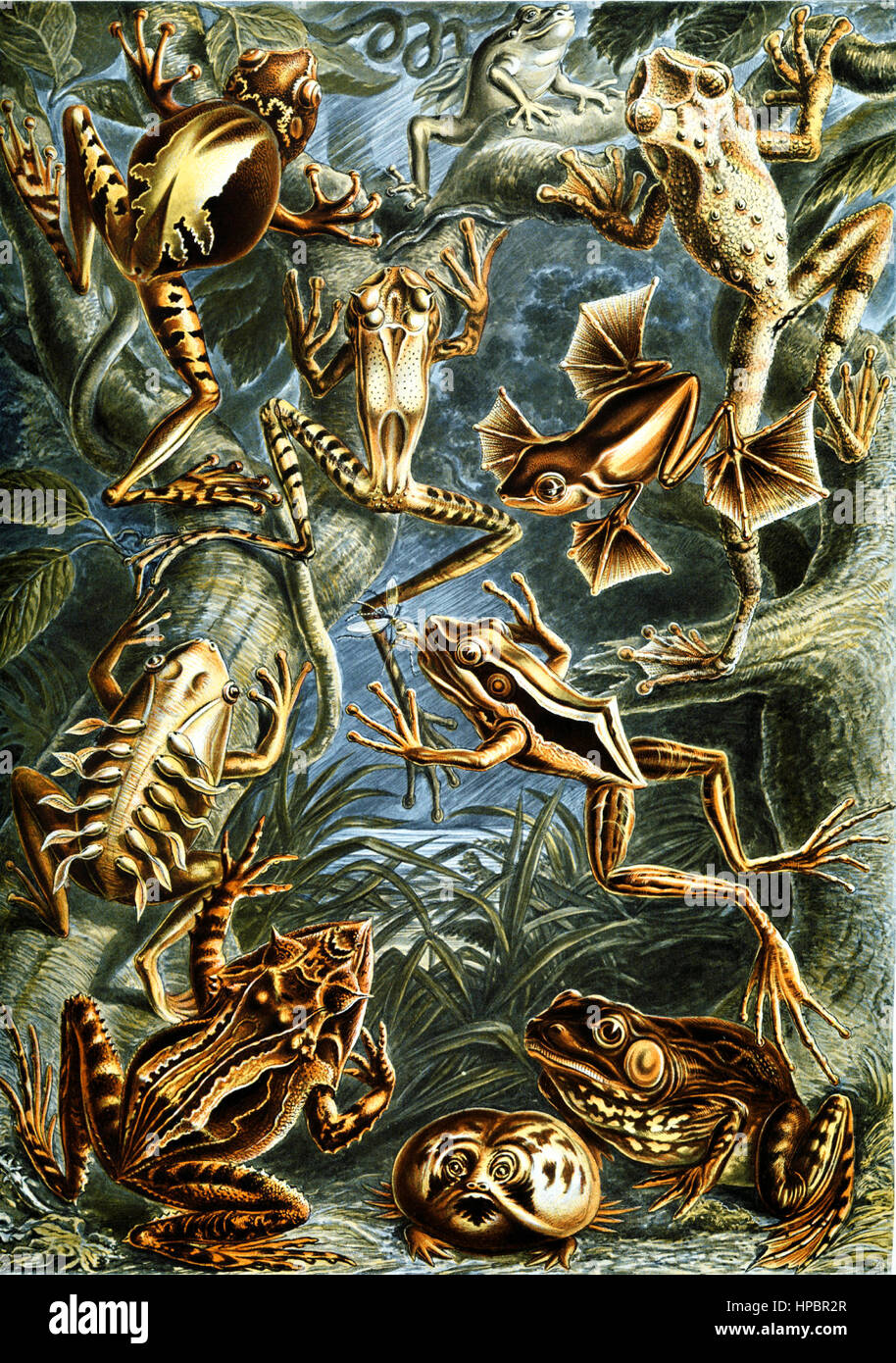 Batrachia par Ernst Haeckel ; Kunstformen der Natur, 1900 Banque D'Images