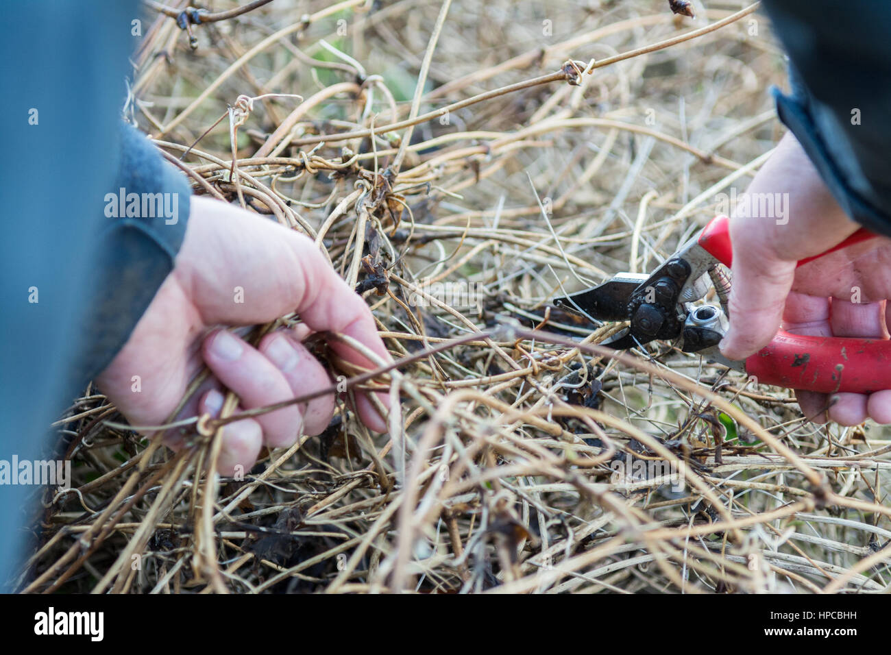 Envahis par les plantes grimpantes - homme à l'aide de sécateurs à dur recouvert de pruneaux Clematis montana en hiver Banque D'Images