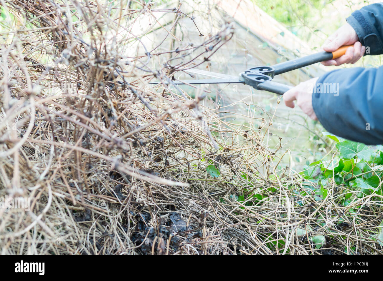Envahis par les plantes grimpantes - homme à l'aide de ciseaux de jardinage à dur recouvert de pruneaux Clematis montana en hiver Banque D'Images