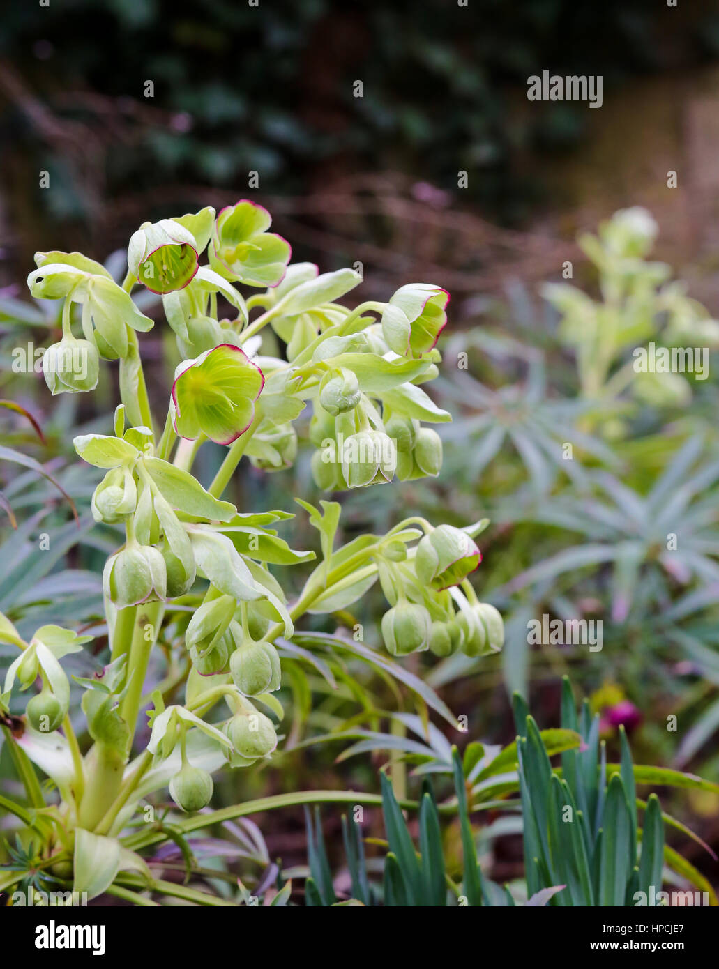 L'hellébore fétide (helleborus foetidus) les fleurs fleurissent dans un jardin de printemps campagne Banque D'Images