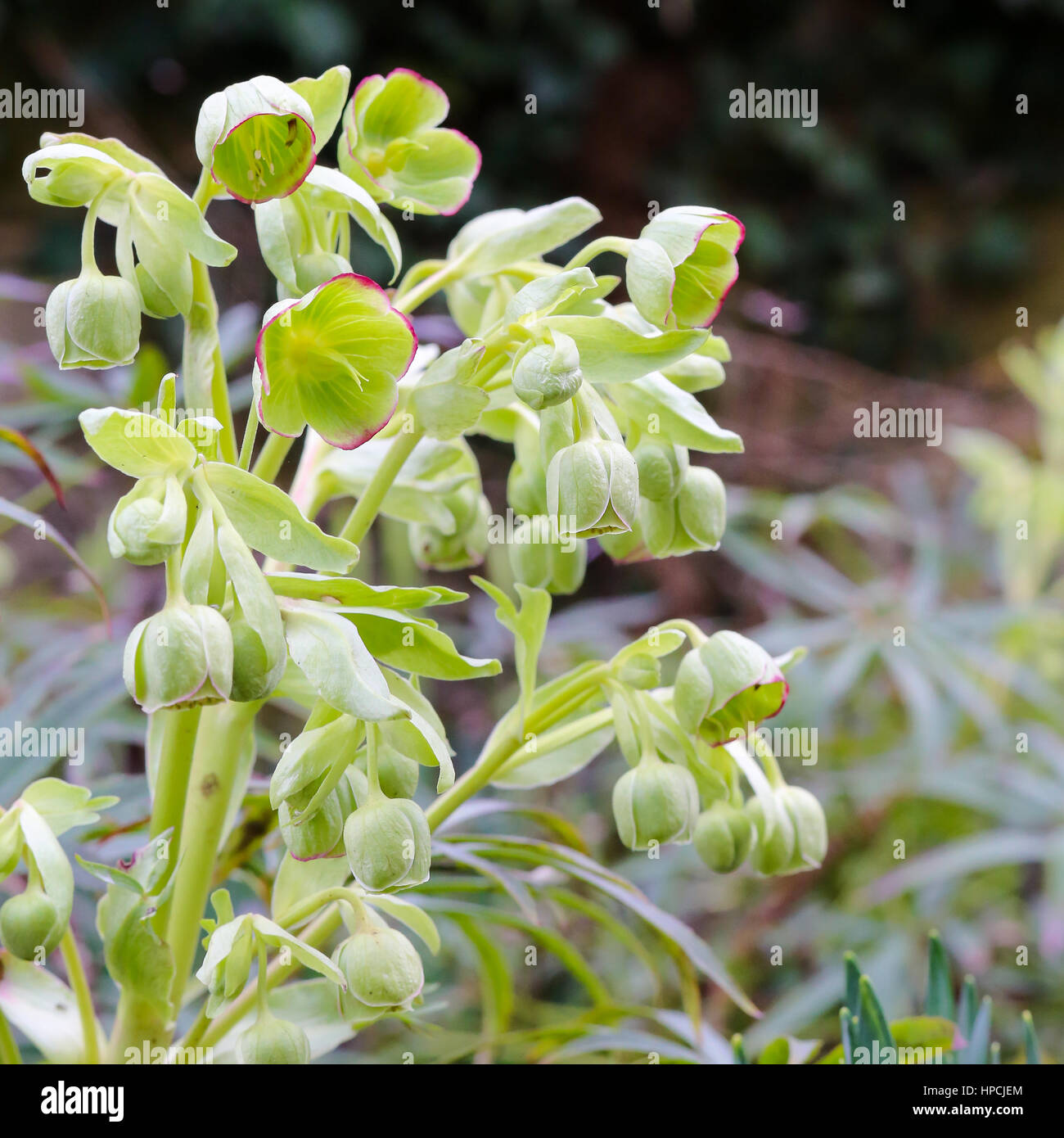 L'hellébore fétide (helleborus foetidus) les fleurs fleurissent dans un jardin de printemps campagne Banque D'Images