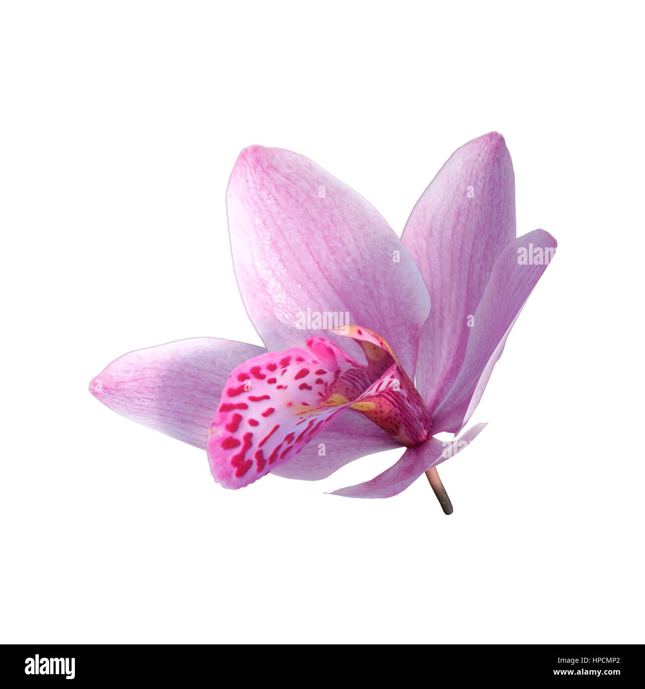 Le rendu 3D d'une fleur d'orchidée sauvage isolé sur fond blanc Banque D'Images