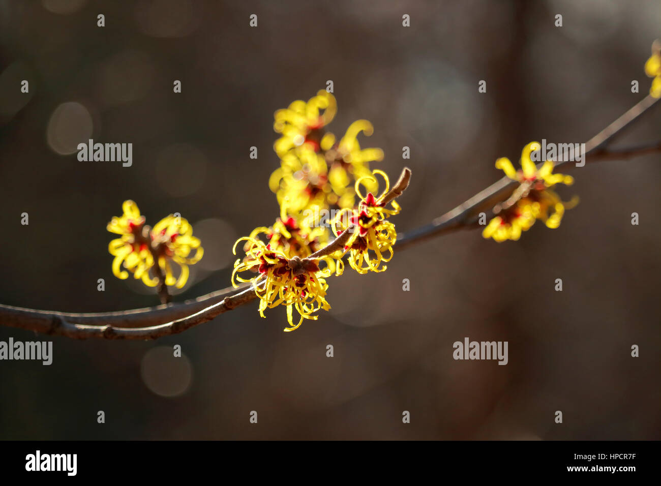 L'hamamélis, aka, Winterbloom, hamamélis, fleurs, fleurs en hiver. Photographié avec une faible profondeur de champ. Banque D'Images