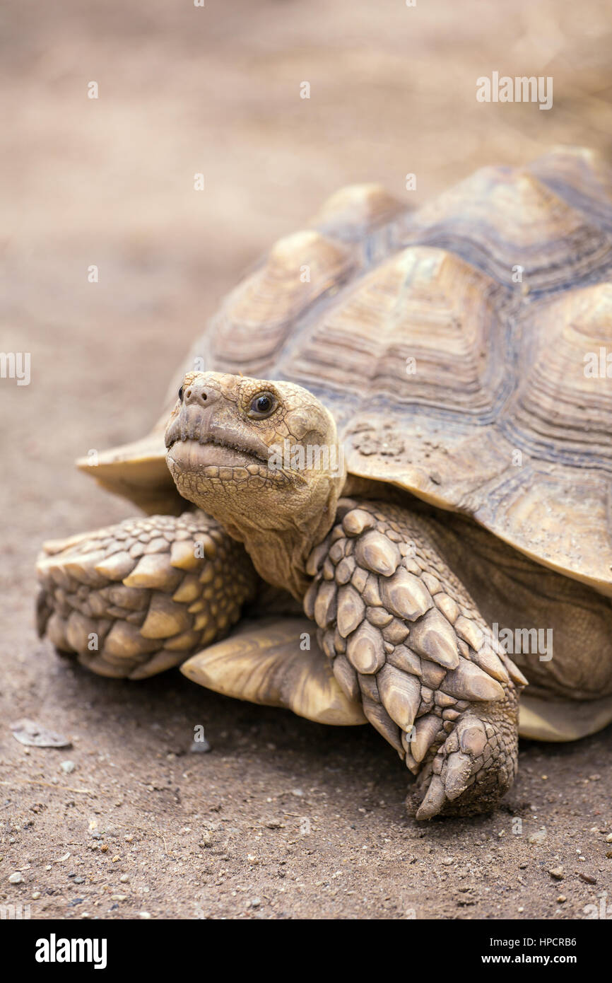 Close-up portrait de la tortue géante dans le Zoo de Chiang Mai Banque D'Images