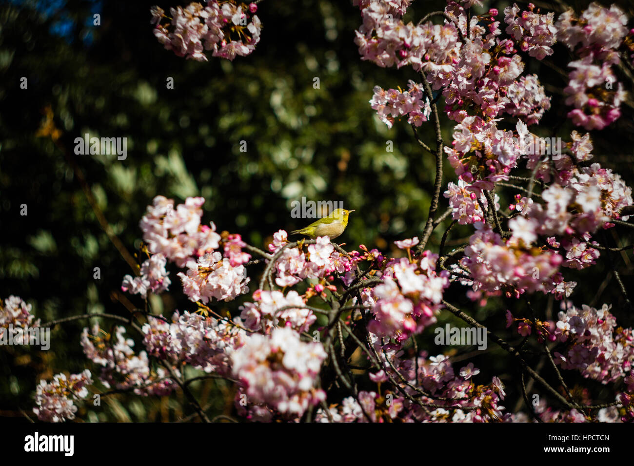 Un Japonais White-eye (Mejiro) perché sur un prunier au début du printemps. Banque D'Images