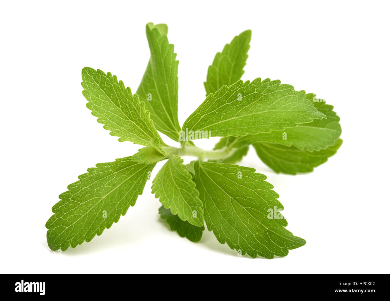 Le Stevia rebaudiana tas isolé sur fond blanc Banque D'Images