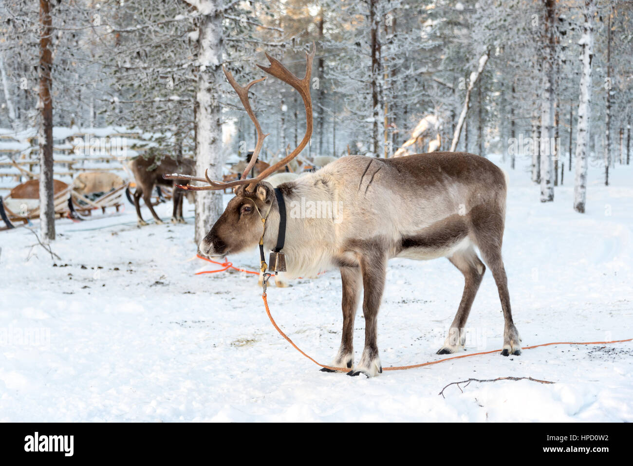 Le renne en hiver, Laponie, Finlande Banque D'Images