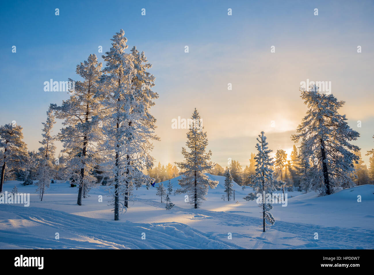 Paysage d'hiver glacial, les arbres dans la forêt enneigée au lever du soleil dans la région de Laponie, Finlande Banque D'Images