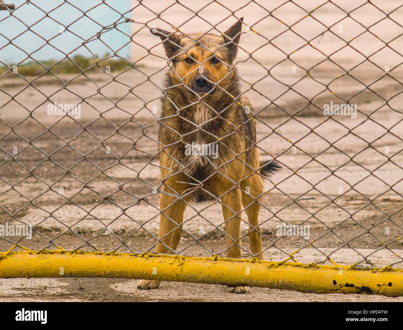 Le chien solitaire derrière une clôture à l'appareil photo Banque D'Images