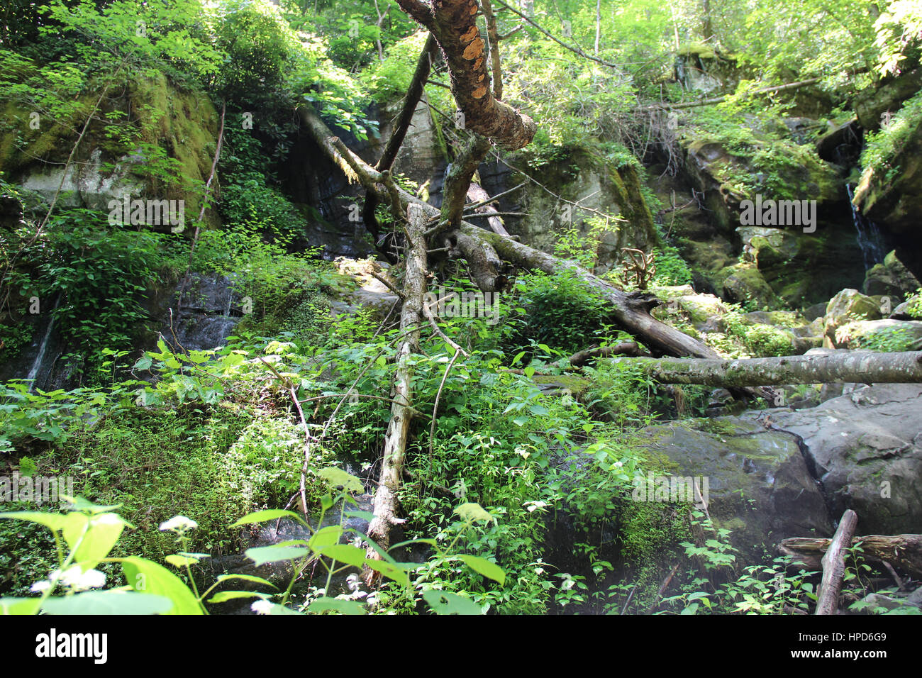 Joli ruisseau de montagne avec une végétation luxuriante dans la région de Smoky Mountains National Park Banque D'Images