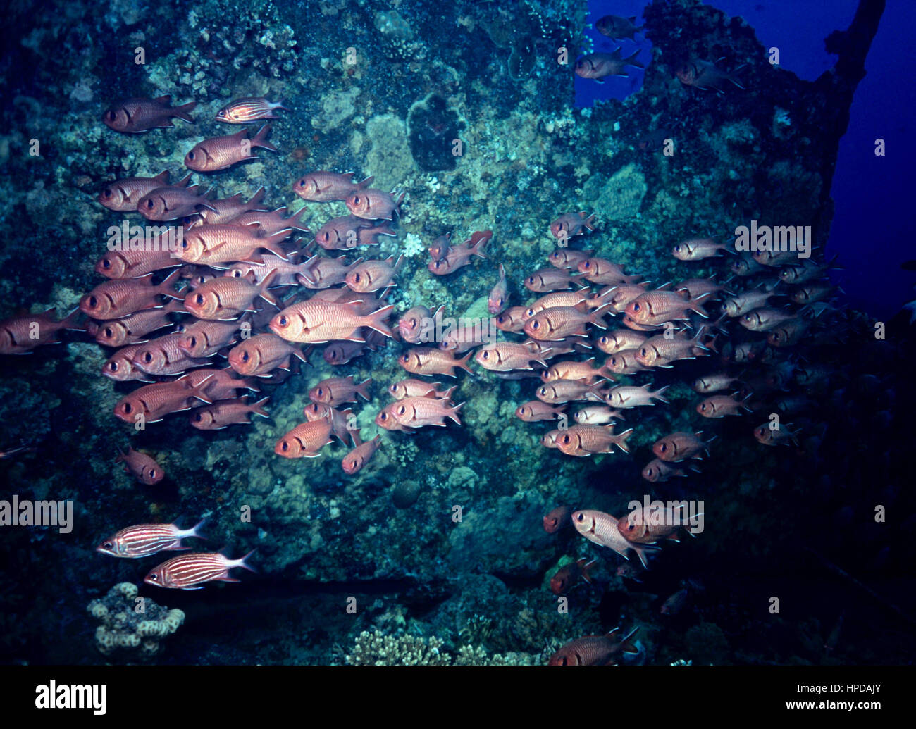 Un haut-fond de pomme soldierfish (Myripristis murdjan) avec, en dessous, une paire de tiger kauderni (Cheilodipterus macrodon) : le tout dans une épave. Mer Rouge. Banque D'Images