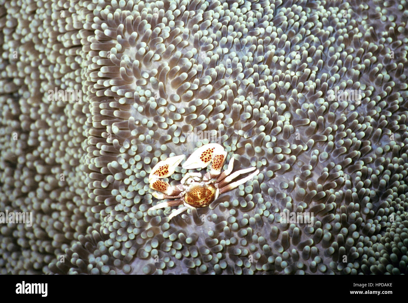 Un crabe porcelaine maculée (Neopetrolisthes maculata) vivant en symbiose dans un Amplexidiscus fenestrafer anémone (tapis). Le nord de Sulawesi, Indonésie Banque D'Images