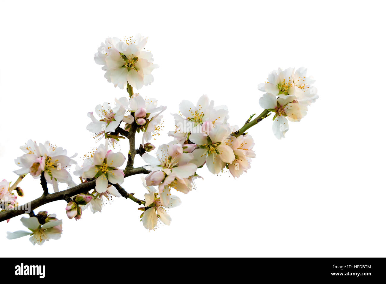 Direction générale de l'amandier, Prunus dulcis, isolé en fleurs sur fond blanc. Banque D'Images