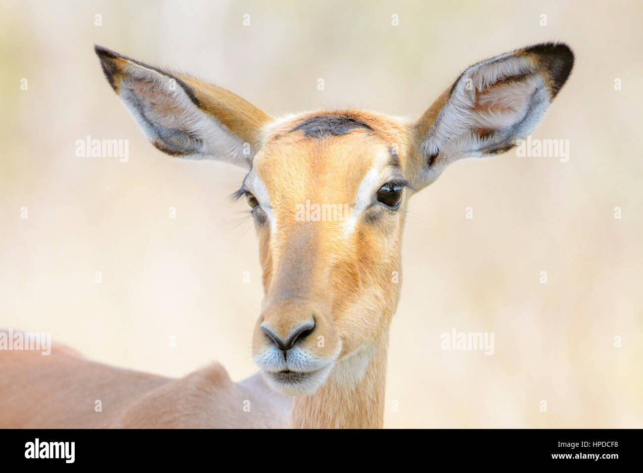 Impala (Aepyceros melampus) portrait close up, Kruger National Park, Afrique du Sud Banque D'Images