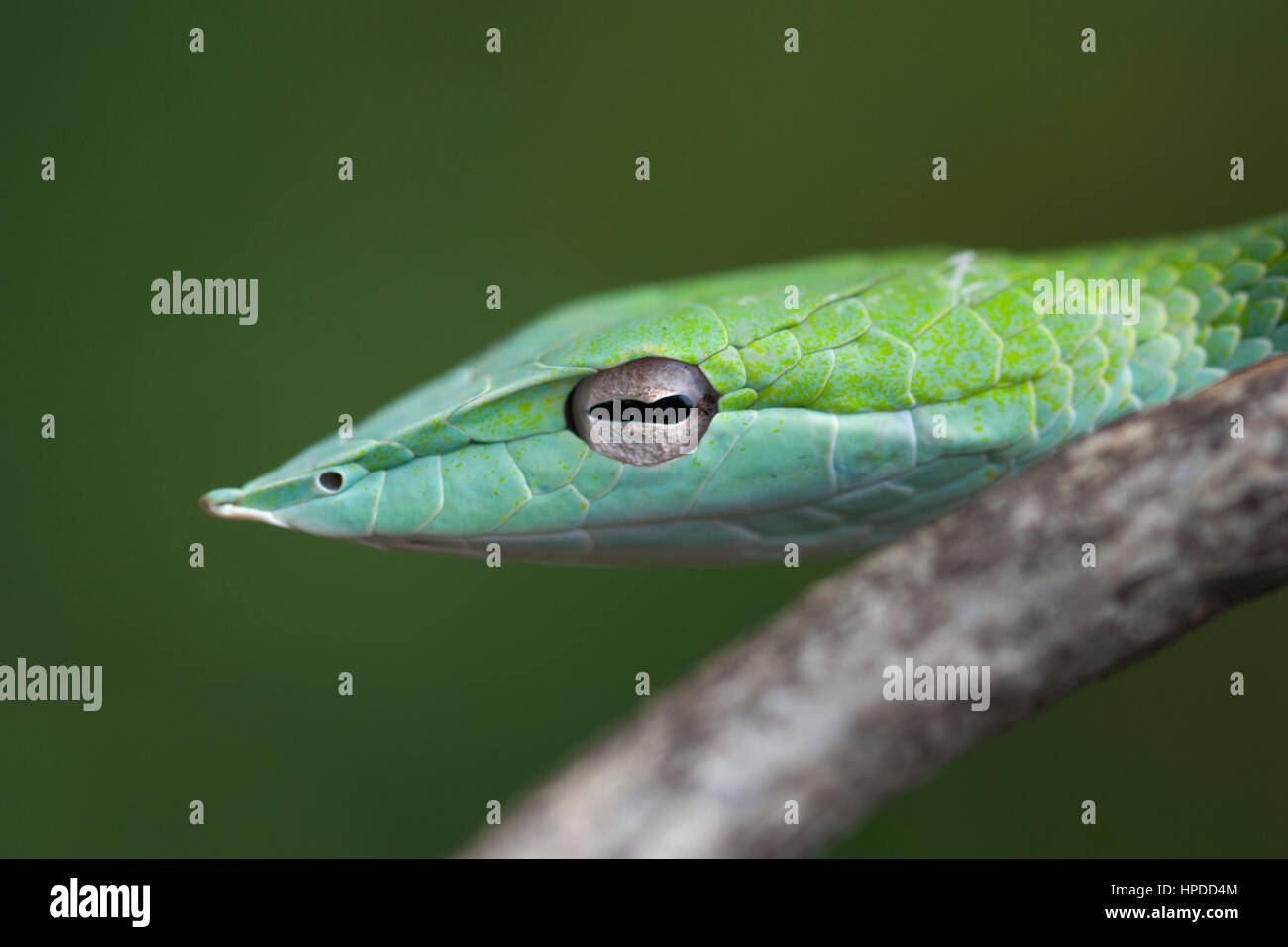 Close up of green serpent de vigne Banque D'Images