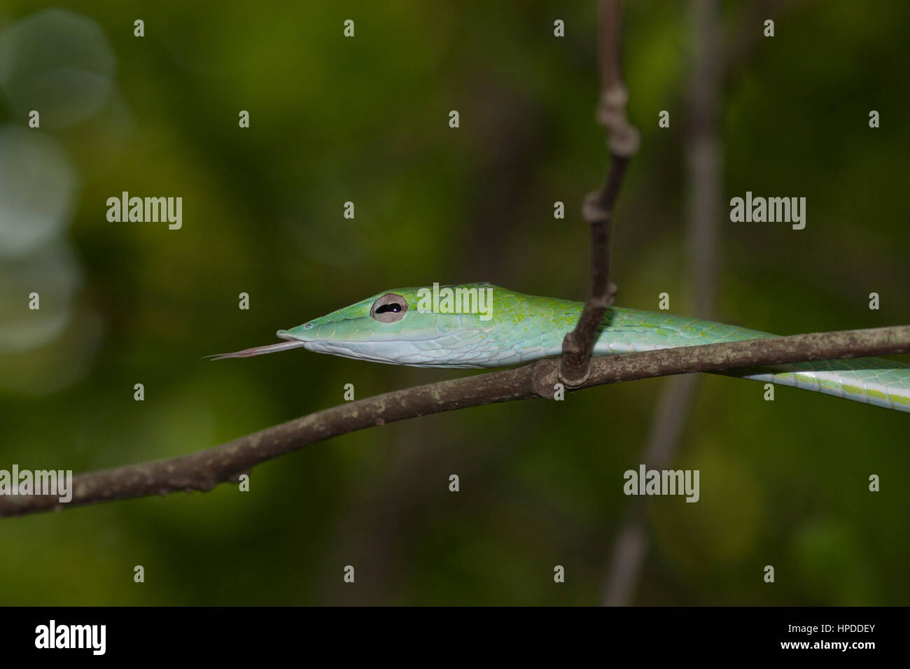 Serpent de vigne verte avec langue sur vigne dans l'habitat naturel Banque D'Images