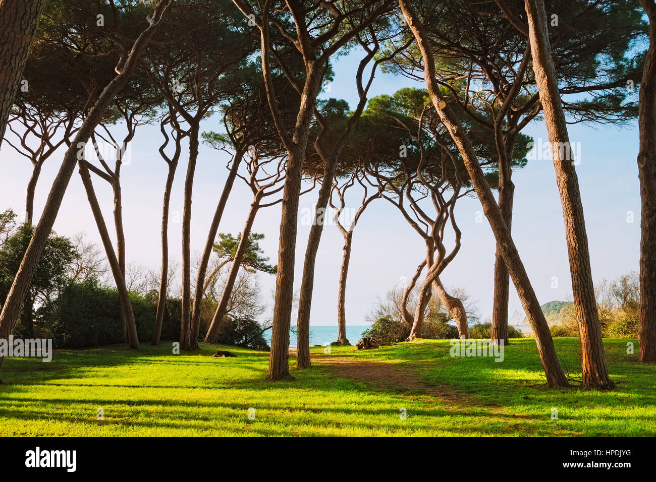Groupe d'arbres de pin maritime. Baratti, la Maremme, Piombino, Toscane, Italie. Banque D'Images