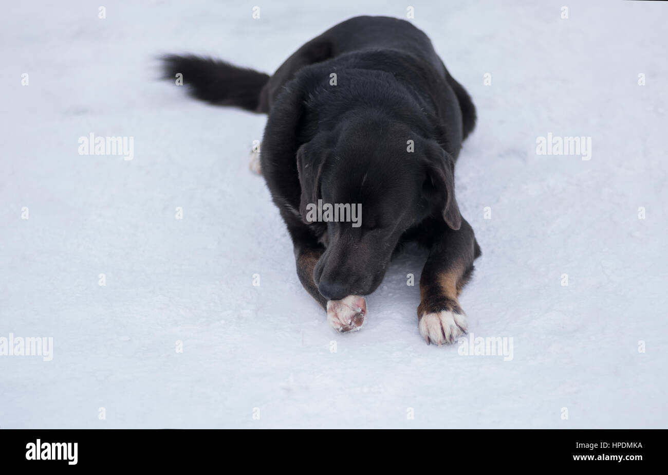 Chien Noir couché sur un snow et dormir Banque D'Images