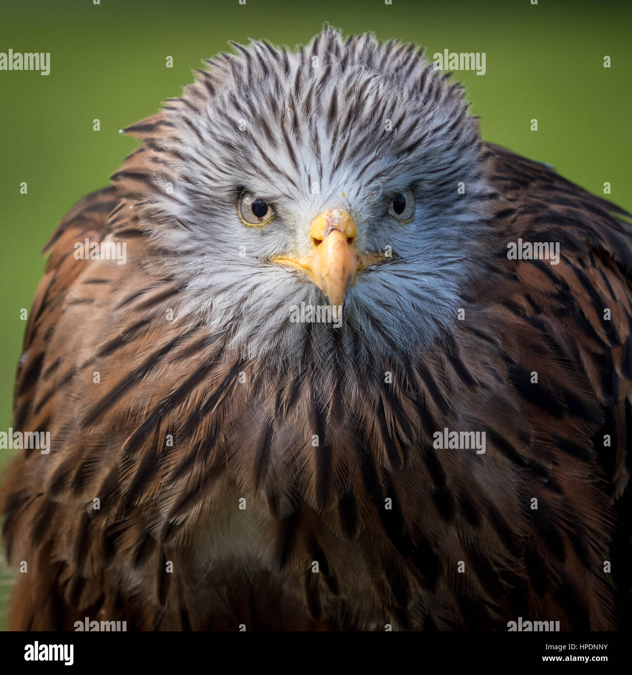 Close up of Red Kite oiseau de proie Banque D'Images