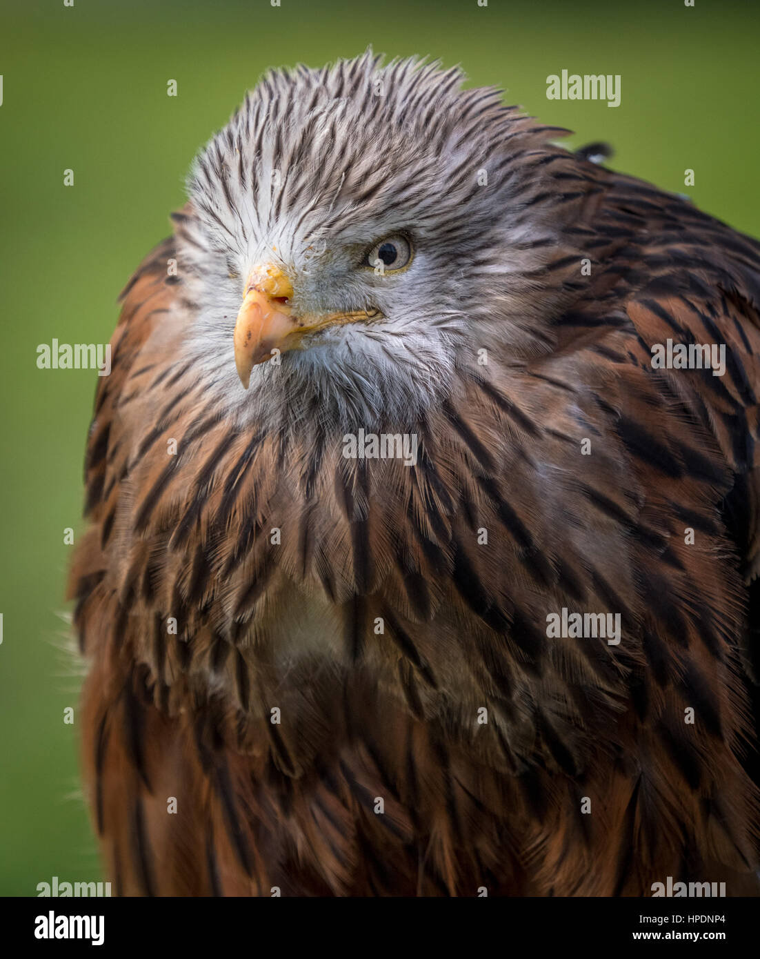 Close up of Red Kite oiseau de proie Banque D'Images