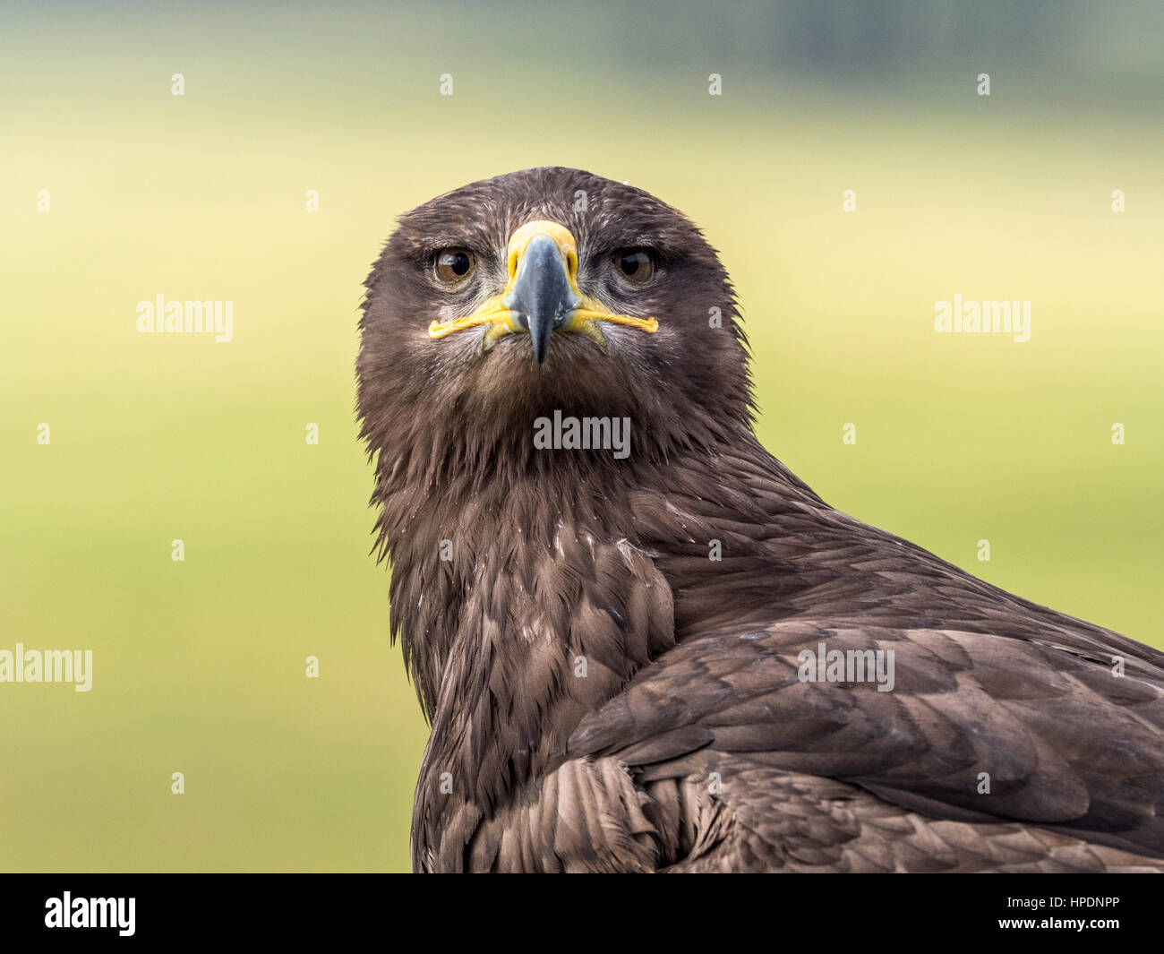 Close-up de steppe Eagle oiseau de proie Banque D'Images