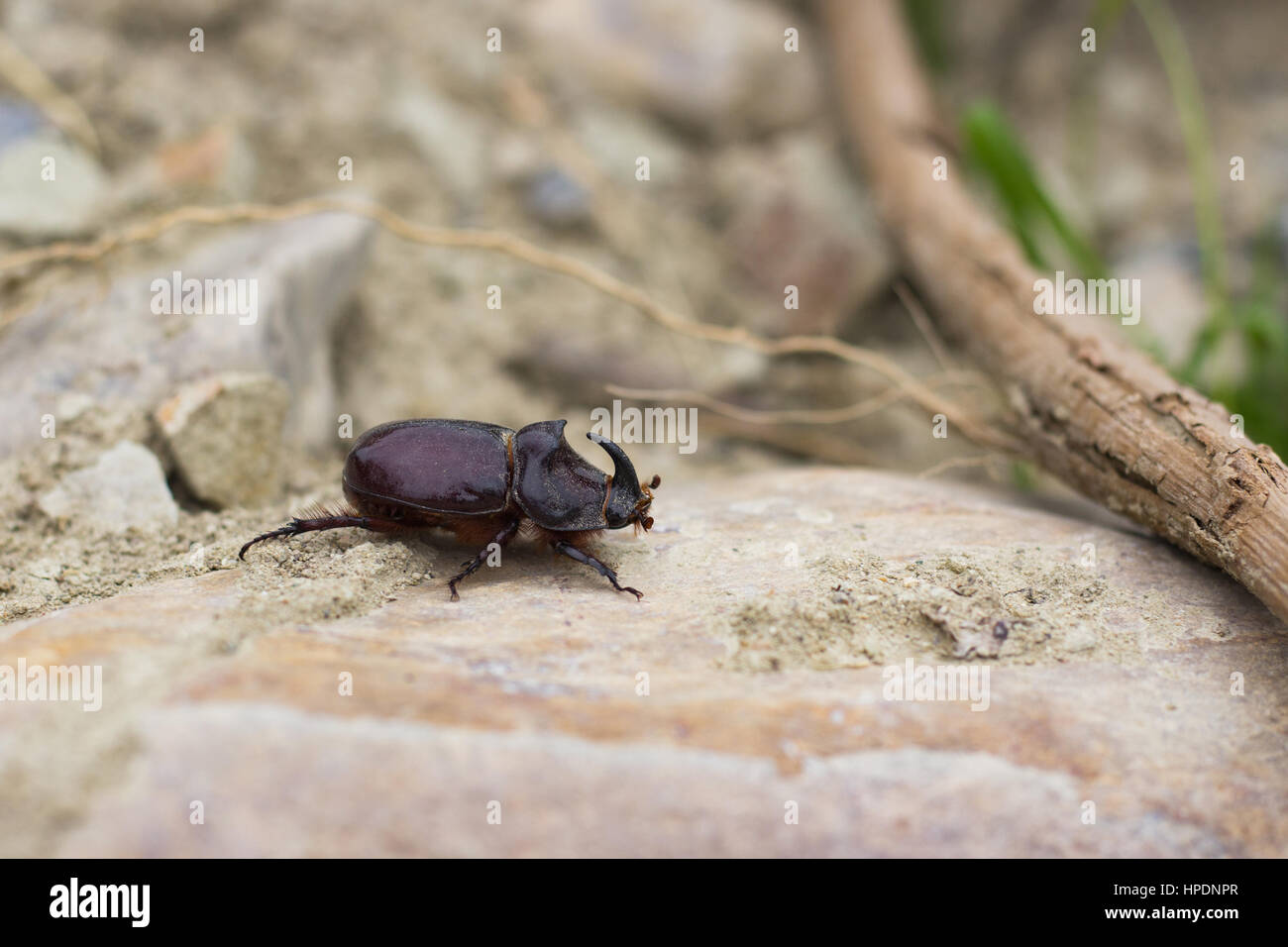 Lucanus cervus sur le rocher Banque D'Images