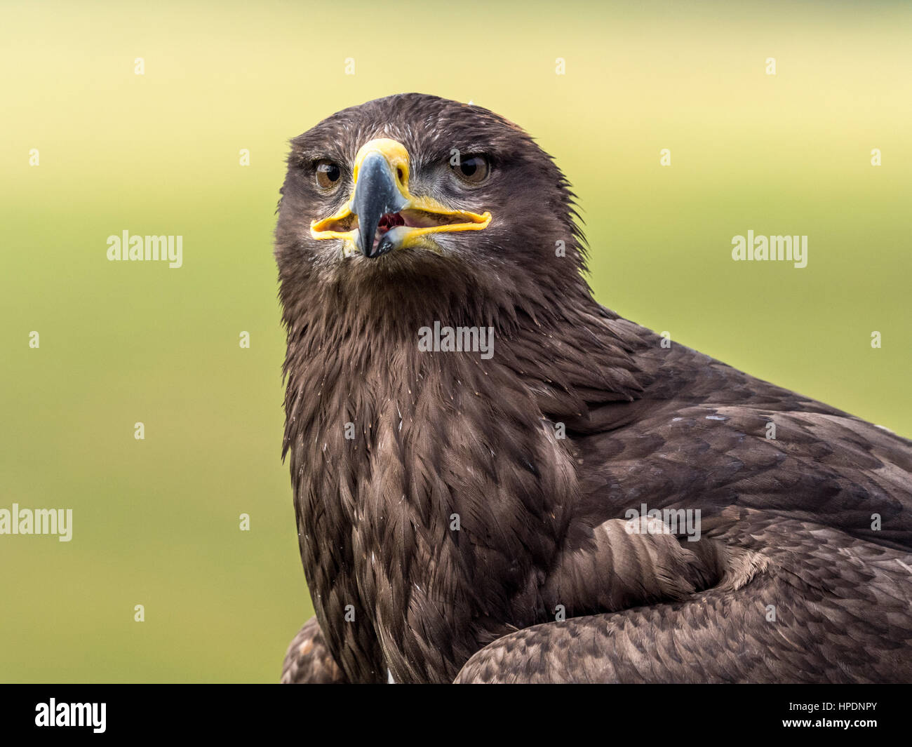 Close-up de steppe Eagle oiseau de proie Banque D'Images