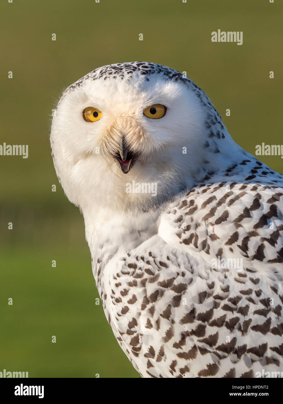 Close up of Snowy Owl Banque D'Images
