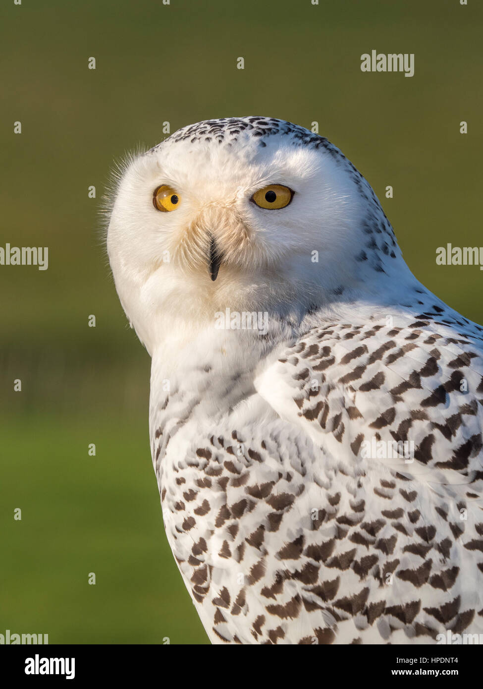 Close up of Snowy Owl Banque D'Images