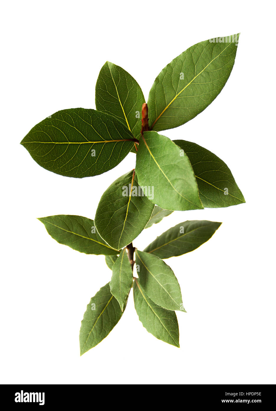 Bay leaf fresh herb green feuilles isolées détail Banque D'Images